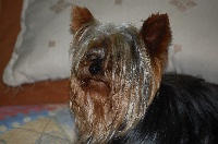 Étalon Yorkshire Terrier - Bounty Des Robine Masters
