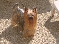 Étalon Yorkshire Terrier - Adonys de la cour des lords Titre Initial