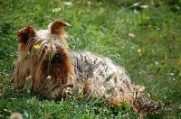 Étalon Yorkshire Terrier - Vickie du domaine du Val d'Hermone