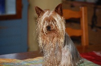 Étalon Yorkshire Terrier - Chiffon de la ferme arc en ciel