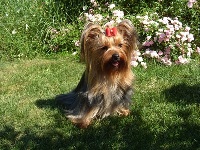 Étalon Yorkshire Terrier - Cheyenne des Yorks du Petit Chambonnais