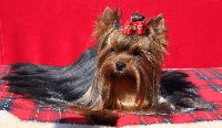 Étalon Yorkshire Terrier - Elvis king du Domaine de Milady