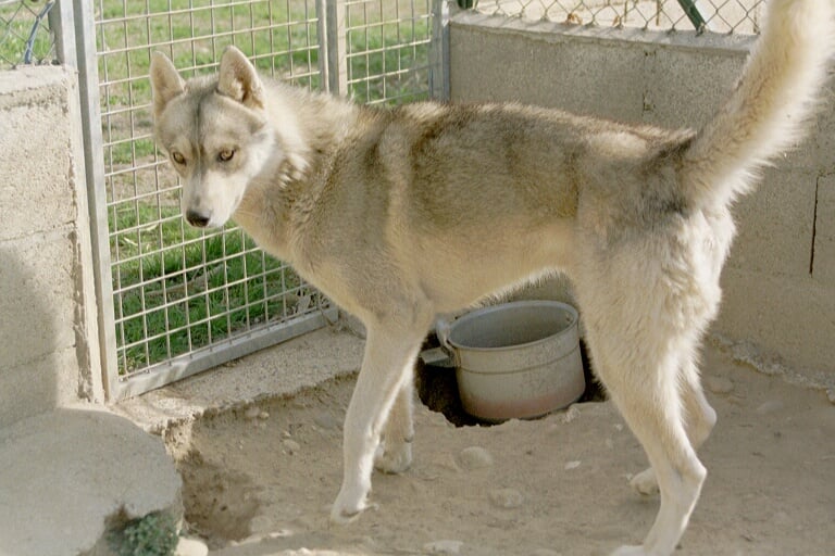 Publication : Des loups de la toundra  Auteur : leveugle bruno