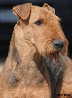 Étalon Airedale Terrier - CH. fairyland Curtiss