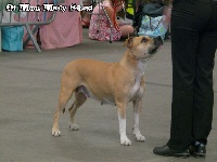 Étalon American Staffordshire Terrier - Bamby aka Chivas At Mont Mesly Squad (Sans Affixe)