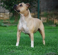 Étalon American Staffordshire Terrier - CH. Vip de la Griffe du Dragon