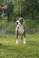 Étalon American Staffordshire Terrier - franstal's Zara