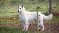 Étalon Berger Blanc Suisse - Du terrier des loups blancs Cysko du domaine du chène au loup