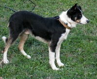 Étalon Border Collie - CH. Brave craig (Sans Affixe)