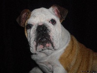 Étalon Bulldog Anglais - Franzy De l'echo du dogue