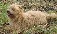 Étalon Cairn Terrier - Biscotte de dame nature