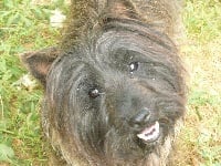 Étalon Cairn Terrier - Vartan Du cluzeau de la dantone