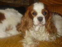 Étalon Cavalier King Charles Spaniel - Dior j'adore Of for ever young