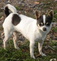 Étalon Chihuahua - markars Dame de coeur