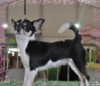Étalon Chihuahua - Delight-eyes De Plessibelliere