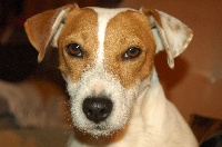 Étalon Jack Russell Terrier - Djembée Des Hauts d'Alène
