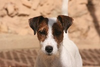 Étalon Parson Russell Terrier - Suzan's Pride Glossy
