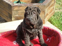 Étalon Shar Pei - Fang yin De la vallée du huyan