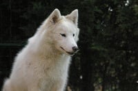 Étalon Siberian Husky - Dakota Baltiv'nk