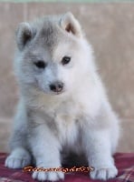 Étalon Siberian Husky - Rising star of silverlight