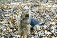 Étalon Welsh Terrier - Rox De L'echo Des Bois Dorés