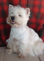 Étalon West Highland White Terrier - Valentine de l'Arche Blanche