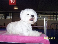 Étalon West Highland White Terrier - Chirel du Mat des Oyats
