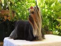 Étalon Yorkshire Terrier - Durrer's Made to be a diva (dite maddy)