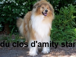 Chanel blonde du Clos d'Amity Star