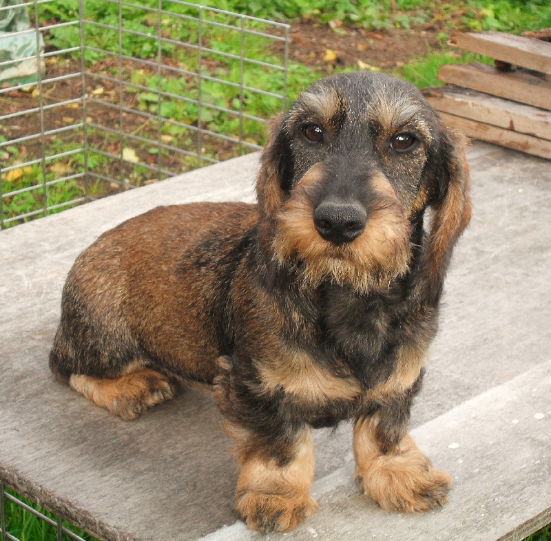 Chien Elevage De L Oree Du Bois Roux Eleveur De Chiens Teckel Poil Dur
