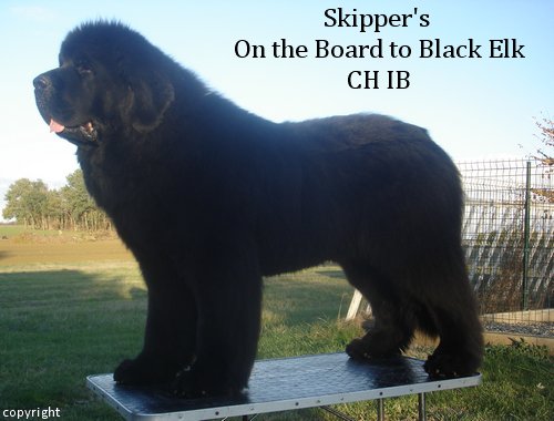CH. Skipper's On the board to black elk
