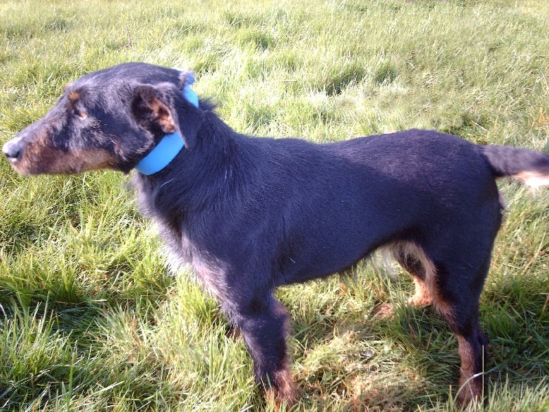 Les Terrier de chasse allemand de l'affixe   Du Clos De La Rabotiere
