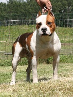 Étalon American Staffordshire Terrier - Red raging bull American flyer icon