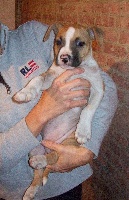 Étalon American Staffordshire Terrier - Staffmania Jessy