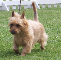Étalon Australian Terrier - CH. nellyson's Kahllua
