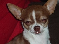 Étalon Chihuahua - renière Georges