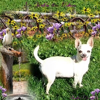 Étalon Chihuahua - Bikini au jardin des merveilles