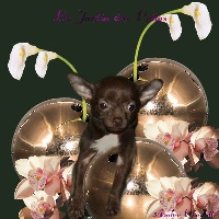 Étalon Chihuahua - Friandise du Jardin des Lutins