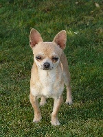 Étalon Chihuahua - Doudou (Sans Affixe)
