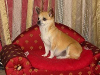 Étalon Chihuahua - Allouna (Sans Affixe)