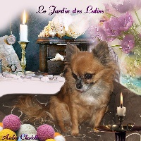 Étalon Chihuahua - Violette au jardin des merveilles