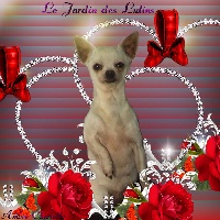 Étalon Chihuahua - Brenda au jardin des merveilles