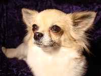Étalon Chihuahua - Baïla Plume de Loup