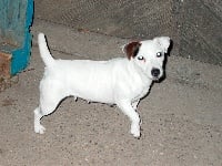 Étalon Jack Russell Terrier - Suzan's Pride Dolly