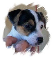 Étalon Jack Russell Terrier - For ever de la Clairiere aux Cerfs