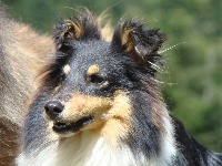 Étalon Shetland Sheepdog - Eranium sweet princess Des mille eclats des tournesol