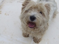 Étalon West Highland White Terrier - Du clos de champcheny Bulle