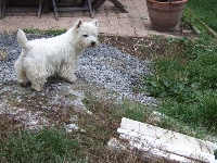 Étalon West Highland White Terrier - Chanel (Sans Affixe)