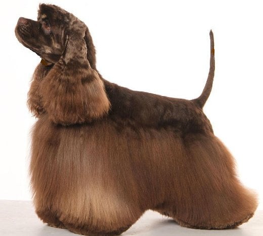 Les American Cocker Spaniel de l'affixe   De la petite cour d alouette