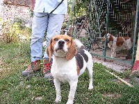 Étalon Beagle - Titeuf De La Bastide Des Aires